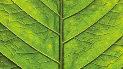 Високи цврсти материи